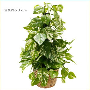 ~h|gX S50cm(lHϗtA  IESJY CeA   A tFCNO[ V{c[  A Ǝ [J[ xXgO[ IWi )