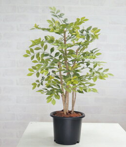 V}glR 邢t 60cm ( lH ϗtA CeA    tFCN fBXvC ItBX V{c[  A Ǝ [J[ xXgO[ IWi 