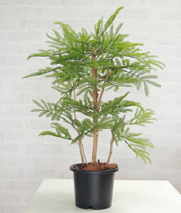 エバーフレッシュ 観葉植物の人気商品 通販 価格比較 価格 Com