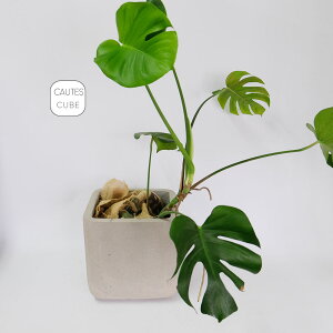 R[eXL[u 26 Aؔ  v^[ 26cm26cm 26cm KONTON