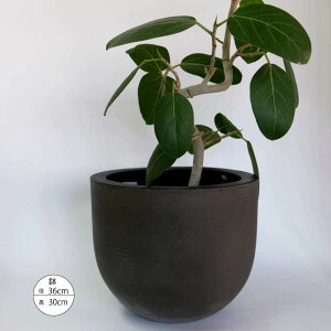 Aؔ  RJ[EhM35  t@Co[Zg OOK ꌊ a36cm 30cm ꌊ