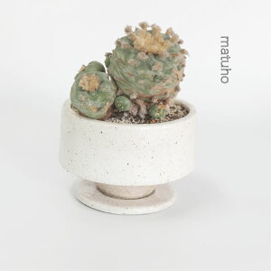Aؔ  ܂L Mt 픫 a15cm 10cm ꌊ  ~[~