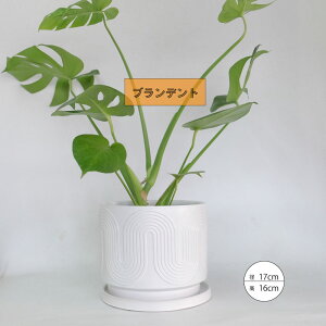 植木鉢 おしゃれ ブランデントL 受皿付 白鉢 陶器鉢 径17cm 高16cm 5号鉢 底穴あり