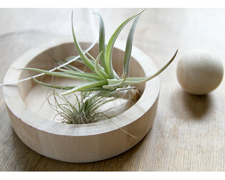 楽天市場 Brick Terarrium Long ガーデニング テラリウム サボテン 多肉植物 インテリア ガーデニング日和 楽天市場 Brick Terarrium Long ガーデニング テラリウム サボテン 多肉植物 インテリア ガーデニング日和