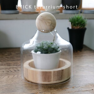 eE BRICK terarrium short T{e A K[fjO CeA KXV[P[X h[^