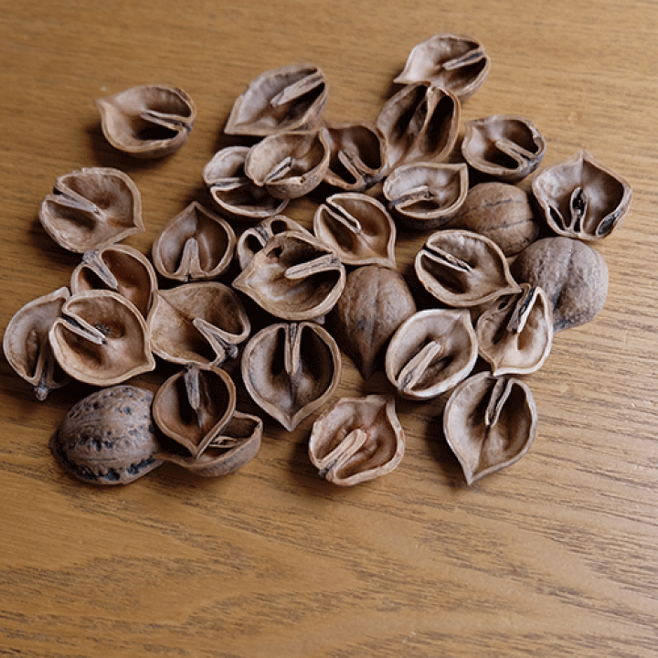 楽天市場】くるみの殻のマルチング材 森のクルミン5L : ガーデニング日和