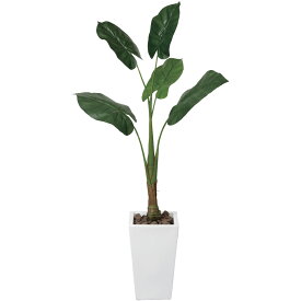 楽天市場 観葉植物 イモの通販