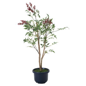 楽天市場 南天 生花の通販