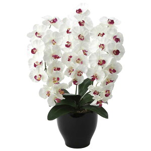 ԃA[gEӒ@v~AӒ3{W/ABJXj JƏj ACj ސEj a j oYj җj 蕨 t[Mtg v[g j  A[eBtBV