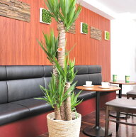 【送料無料】観葉植物　ユッカ・エレファンティペス　10号※白バスケット鉢カバー付【花言葉カード付】プ…