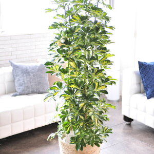 観葉植物 10号 シェフレラの人気商品 通販 価格比較 価格 Com 観葉植物 10号 シェフレラの人気商品 通販 価格比較 価格 Com