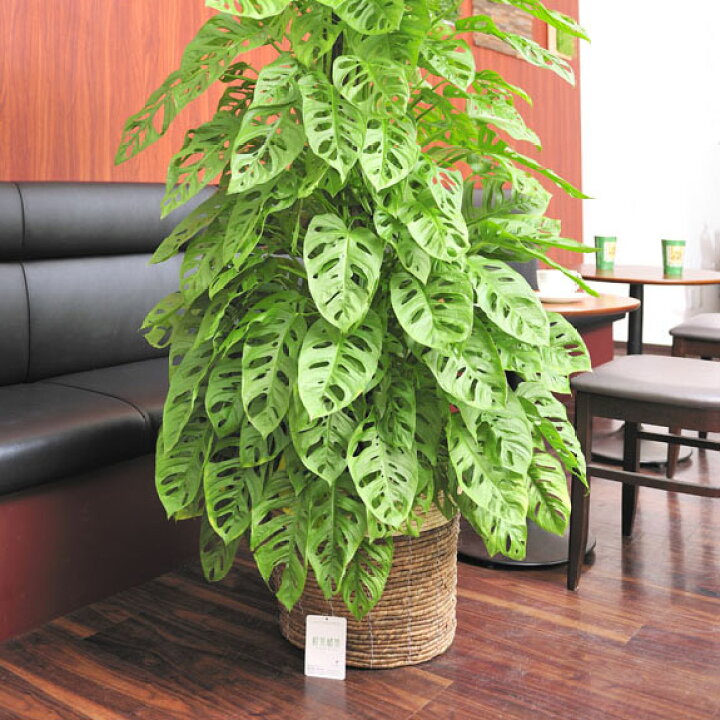 楽天市場 送料無料 観葉植物 マドカズラ 10号 2色仕様のバスケット鉢カバー付 花言葉カード付 プレゼント フラワーギフト 開店祝い 開業祝い 開院祝い 開局祝い 移転祝い 上場祝い 新築祝い 楽ギフ あす楽 Sp Gift S