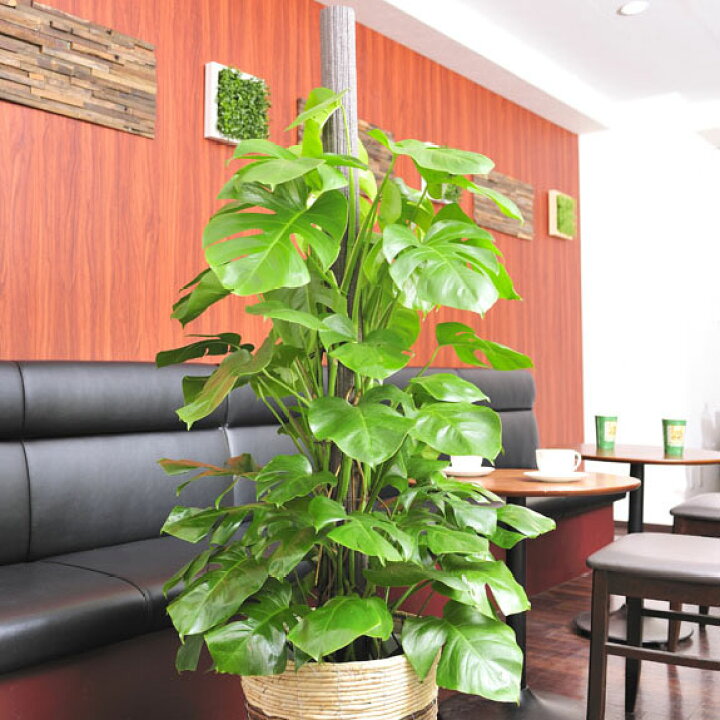 楽天市場 送料無料 観葉植物 モンステラ 10号 2色仕様のバスケット鉢カバー付 花言葉カード付 プレゼント フラワーギフト 開店祝い 開業祝い 開院祝い 開局祝い 移転祝い 上場祝い 新築祝い 楽ギフ あす楽 Sp Gift S