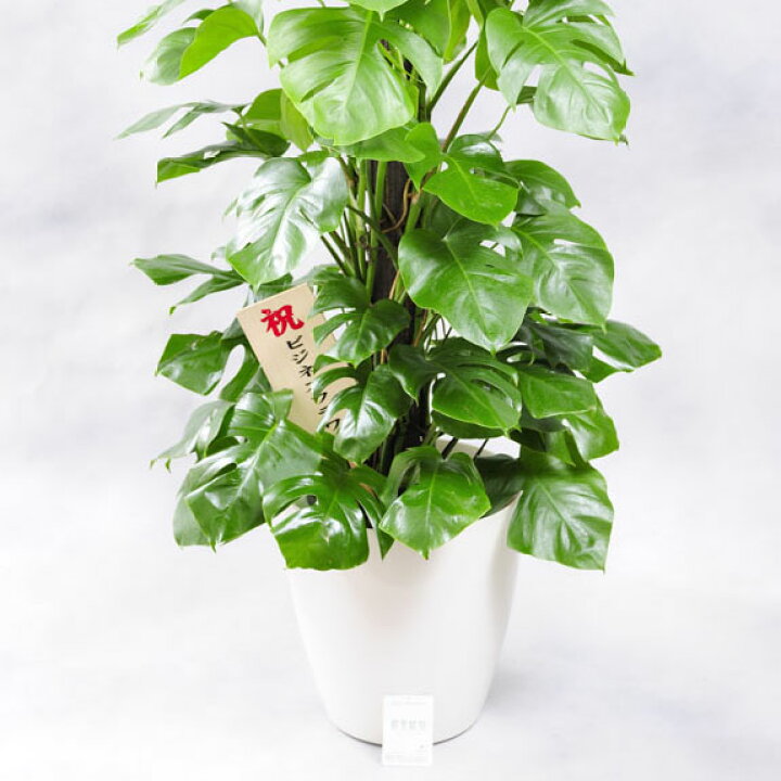 楽天市場 送料無料 観葉植物 モンステラ 10号 白丸鉢カバー付 花言葉カード付 プレゼント フラワーギフト 開店祝い 開業祝い 開院祝い 開局祝い 移転祝い 上場祝い 新築祝い 楽ギフ あす楽 Sp Gift S