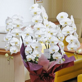 楽天市場 大臣 就任 祝電の通販
