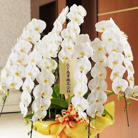 楽天市場 社長 就任 祝い プレゼントの通販