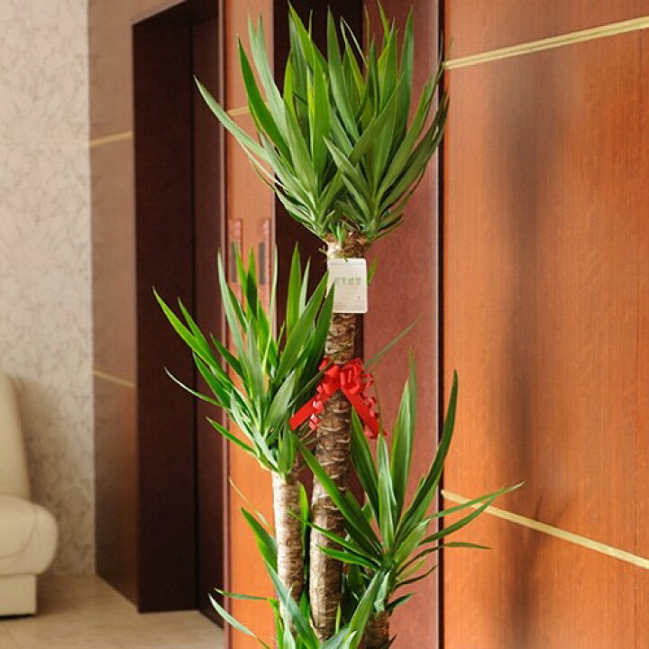 楽天市場 送料無料 観葉植物 ユッカ エレファンティペス 10号 バスケット鉢カバー付 花言葉カード付 プレゼント フラワーギフト 開店祝い 開業祝い 開院祝い 開局祝い 移転祝い 上場祝い 新築祝い 楽ギフ あす楽 Sp Gift S