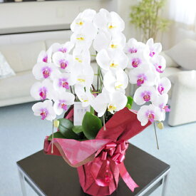 胡蝶蘭　農林水産大臣賞受賞農家産直　3本立ち　2色MIX（白・リップ）誕生日祝い 結婚祝い 開店祝い 就任祝い 長寿祝い 新築祝い 引越し祝い 退職祝い 贈り物 フラワーギフト プレゼント お花 送料無料 メッセージカード無料 ラッピング無料 立札無料 楽ギフ あす楽