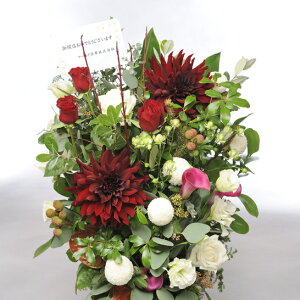 ydijdjƂԂꏏɂ͂zAWgt[LTCY@Vivid@RediԌnjo oj uj j \ Cxg  y 蕨 t[Mtg v[g 