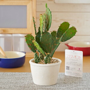 yzyԁzT{e|bg@IveBAs  j CeA  t[Mtg  tFCNO[ 蕨 Sz bZ[WJ[h yMt y