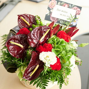 yzyDƉԂ̗ZfUCzEhoXPbg@Whimsical@܂@fUCi[YAWgt[j fUCi[Y ƑnI nCZX t t[Mtg  