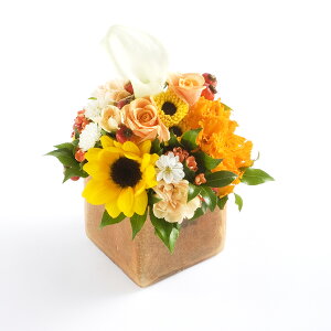 A}t[@thank you@`肪Ƃ܂`y~jTCYzfUCi[Y AWgt[ nhCh  aj j  v[g 蕨 Sz b