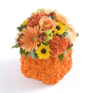 A}t[@active@`CɁAzCɁ`y~jTCYzfUCi[Y AWgt[ nhCh  aj j  v[g 蕨 Sz bZ[WJ[