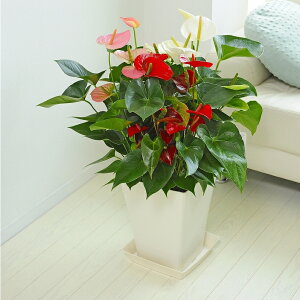 yzϗtA@AXE@3F񂹐A@10Mtv[g t[Mtg JXj JƏj J@j JǏj ړ]j j Vzj yMt y