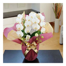 楽天市場 胡蝶蘭 当日配送の通販