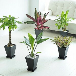 YI܂6@5Zbg@pMtJXj JƏj ACj ސEj aj j j Vzj zj h]j 蕨 v[g j ϗtA Ce