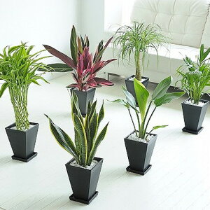 YIϗtA@܂6@6Zbg@pMtJXj JƏj ACj ސEj aj j j Vzj zj h]j 蕨 v[g j 