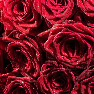 yzԑEu[P@S[hdli18/K18jԃo12{KN Y j   t[Mtg  v[g 蕨 Sz bZ[WJ[h  yMt 