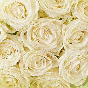 yzԑEu[P@S[hdli18/K18jo12{KN Y j   t[Mtg  v[g 蕨 Sz bZ[WJ[h  yMt 