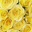 【送料無料】花束・ブーケ　ゴールドラメ仕様（18金/K18）黄色バラ12本薔薇 国産 お祝い お花 生花 フラワーギフト 贈答 プレゼント 贈り物 全国配送 メッセージカード無料 送料無料 楽ギフ あす楽