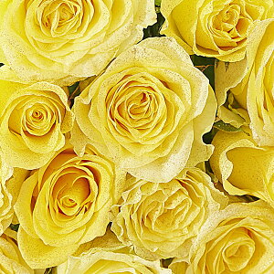 yzԑEu[P@S[hdli18/K18jFo12{KN Y j   t[Mtg  v[g 蕨 Sz bZ[WJ[h  yMt 