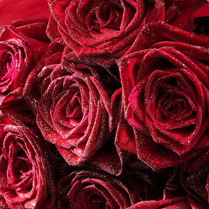 yzԑEu[P@Vo[dli_Chjԃo12{KN Y j   t[Mtg  v[g 蕨 Sz bZ[WJ[h  y