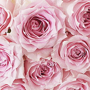 yzԑEu[P@Vo[dli_ChjsNo12{KN Y j   t[Mtg  v[g 蕨 Sz bZ[WJ[h 