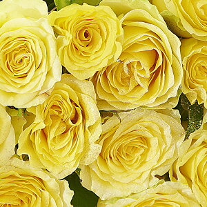 yzԑEu[P@Vo[dli_ChjFo12{KN Y j   t[Mtg  v[g 蕨 Sz bZ[WJ[h  