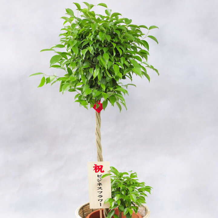 楽天市場 送料無料 観葉植物 ベンジャミン リッチ ダブル 10号 2色仕様のバスケット鉢カバー付 花言葉カード付 プレゼント フラワーギフト 開店祝い 開業祝い 開院祝い 開局祝い 移転祝い 上場祝い 新築祝い 楽ギフ あす楽 Sp Gift S