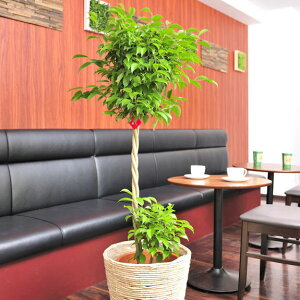 観葉植物 10号 ベンジャミンの人気商品 通販 価格比較 価格 Com 観葉植物 10号 ベンジャミンの人気商品 通販 価格比較 価格 Com