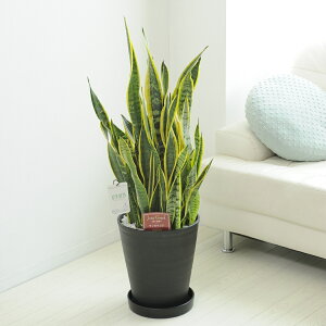 観葉植物 10号 サンスベリアの人気商品 通販 価格比較 価格 Com