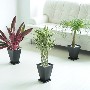 YI܂6@3Zbg@pMtJXj JƏj ACj ސEj aj j j Vzj zj h]j 蕨 v[g j ϗtA Ce