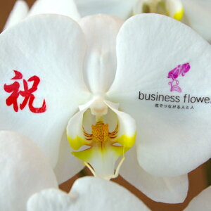 生花 花びら メッセージの人気商品 通販 価格比較 価格 Com