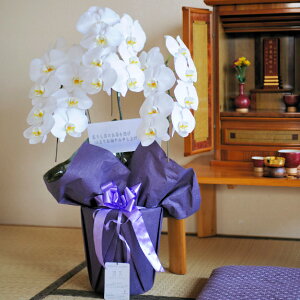 t[lӒipj@3{@1~R[X l\ ~ ފ  N   d e @ @v   Ӓ 蕨 t[Mtg   