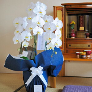 t[lӒipj@3{@1.2~R[X l\ ~ ފ  N   d e @ @v   Ӓ 蕨 t[Mtg   