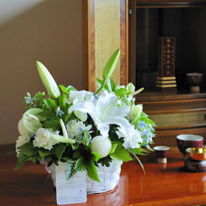 ԁ@fUCi[YAWgimԁj@1~R[Xʖ ʎ  V  l\ ~ ފ  N    ݉ t[Mtg   A