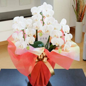 z@Ӓ~fB3{ijACj ij ސEj Ij JXj JƏj 蕨 t[Mtg v[g j   bZ[WJ[h bsO