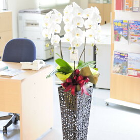 楽天市場 胡蝶蘭 当日配送の通販