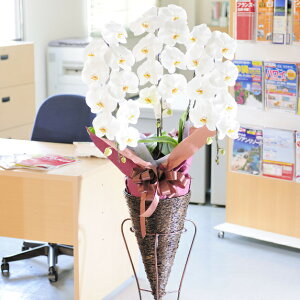 zn聄X^hԁ@Ӓi[X^hjR[^@3~R[XyݒuEEDzaj a a o[XfB TvCY o 蕨 t[Mtg v[