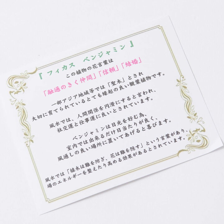 楽天市場 送料無料 観葉植物 ベンジャミン リッチ ダブル 10号 インテリア鉢カバー ファイバークレイグレーポッド 仕様 高級感溢れる立札 花言葉カード 欧州から輸入の装飾リボン付 プレゼント 開店祝い 開業祝い 移転祝い 新築祝い 楽ギフ あす楽 Sp Gift S 楽天市場 送料無料 観葉植物 ベンジャミン リッチ ダブル 10号 インテリア鉢カバー ファイバークレイグレーポッド 仕様 高級感溢れる立札 花言葉カード 欧州から輸入の装飾リボン付 プレゼント 開店祝い 開業祝い 移転祝い 新築祝い 楽ギフ あす楽 Sp Gift S